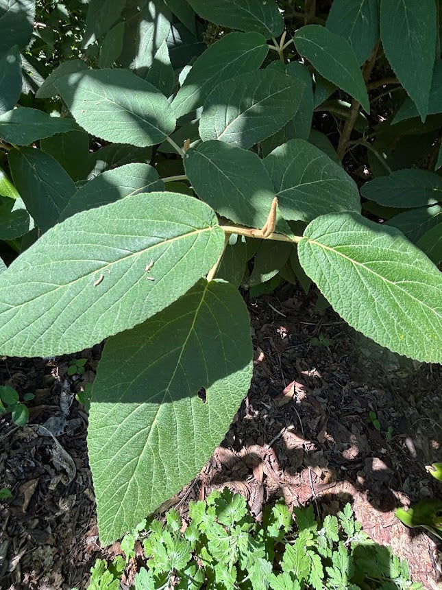 Viburnum glomeratum subsp. magnificum