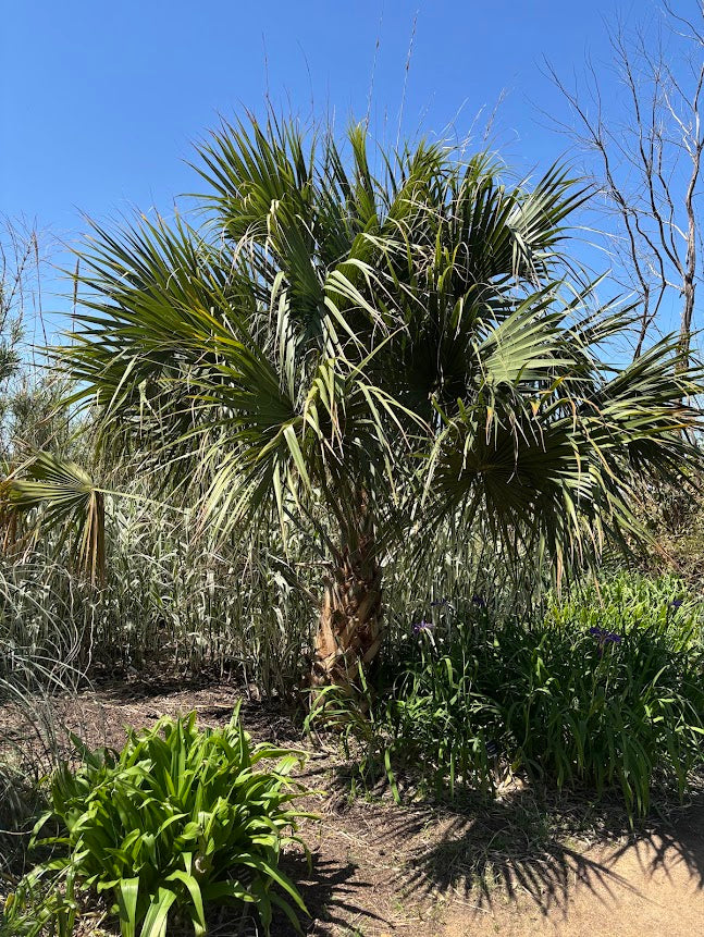 Sabal "Kinston hybrids"