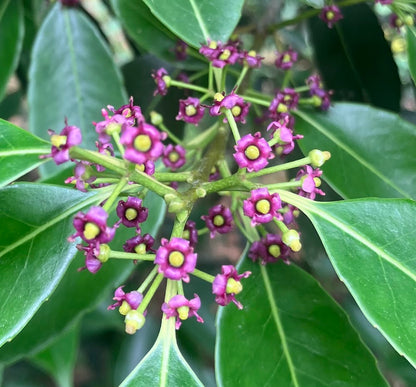 Ilex purpurea 'Cherry Ice'