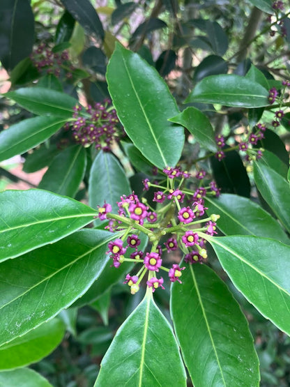 Ilex purpurea 'Cherry Ice'
