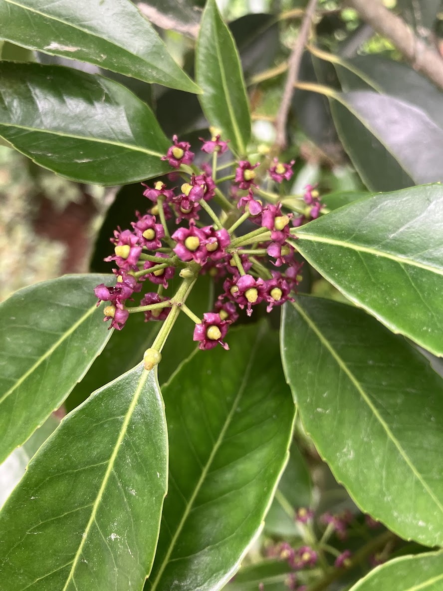 Ilex purpurea 'Cherry Ice'