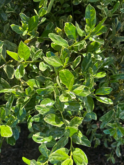 Ilex cornuta 'Willowleaf Variegated'