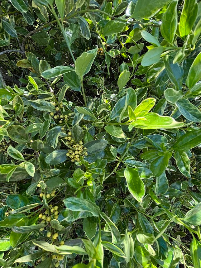 Ilex cornuta 'Willowleaf Variegated'