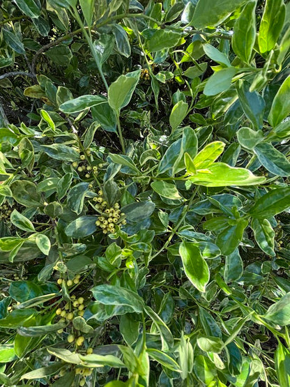 Ilex cornuta 'Willowleaf Variegated'