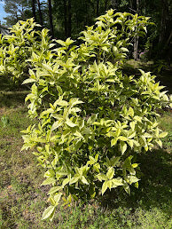 Osmanthus fragrans 'Quinnan Guifei' RARE