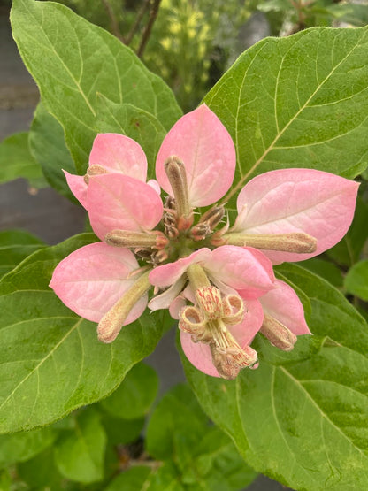 Pinckneya bracteata 'Adora' RARE EXCLUSIVE NEW RELEASE