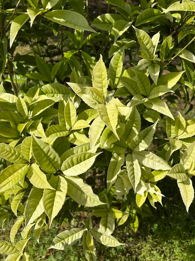 Osmanthus fragrans 'Quinnan Guifei' RARE