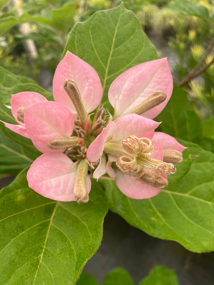Pinckneya bracteata 'Adora' RARE EXCLUSIVE NEW RELEASE