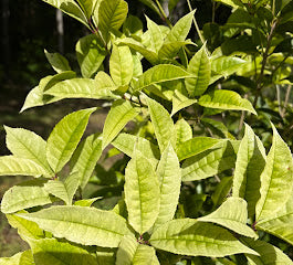 Osmanthus fragrans 'Quinnan Guifei' RARE