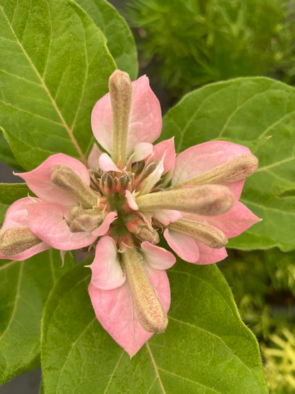 Pinckneya bracteata 'Adora' RARE EXCLUSIVE NEW RELEASE