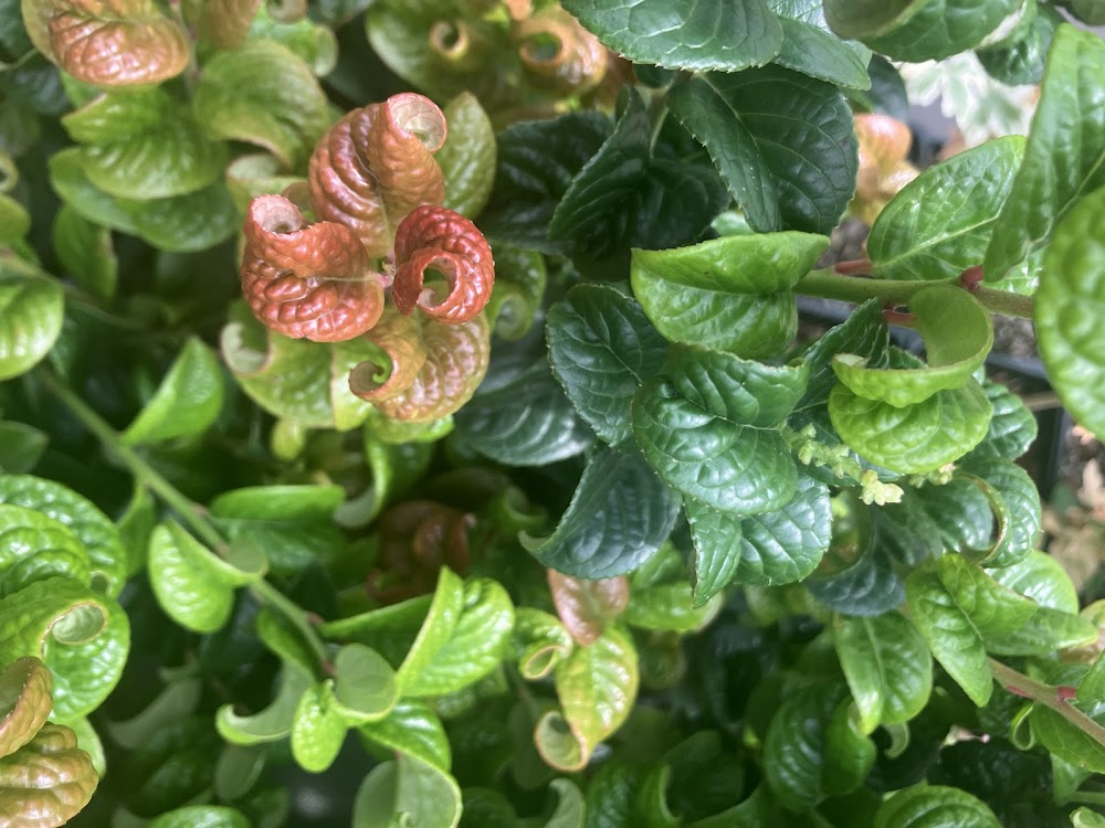 Leucothoe axillaris 'Curly Red'