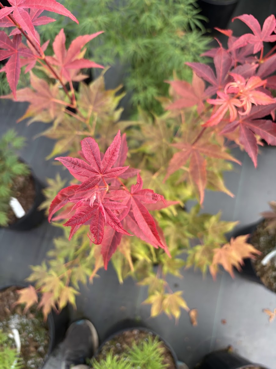 Acer palmatum 'Gable's Glory'