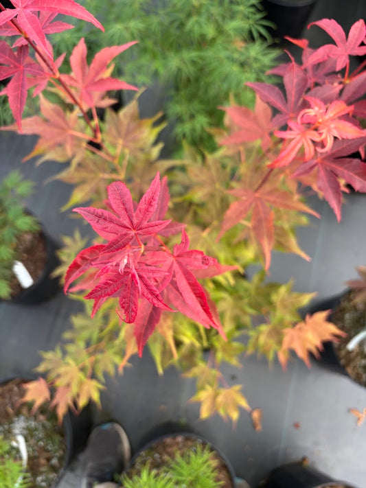 Acer palmatum 'Gable's Glory'