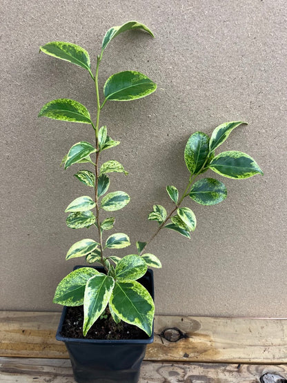 camellia potted plant Camellia japonica 'Portuense' – Garden Treasures Nursery