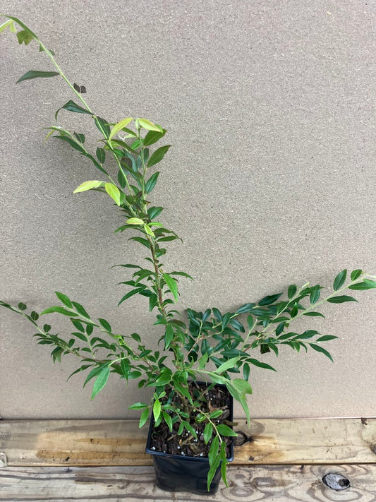 Camellia handelii