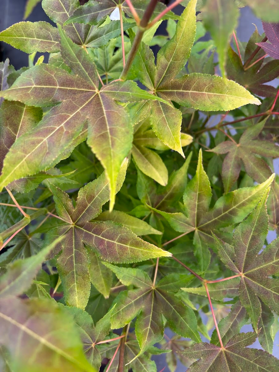 Acer palmatum 'Gable's Glory'