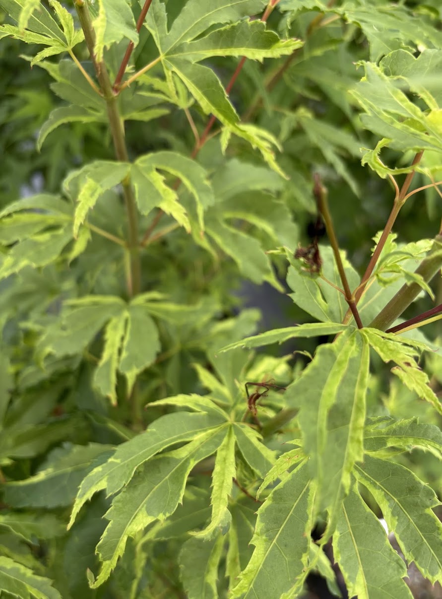 Acer palmatum 'Milky Way'