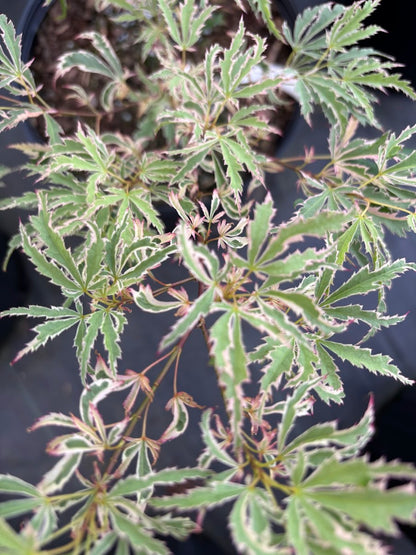 Acer palmatum 'Hana Tsukasa'