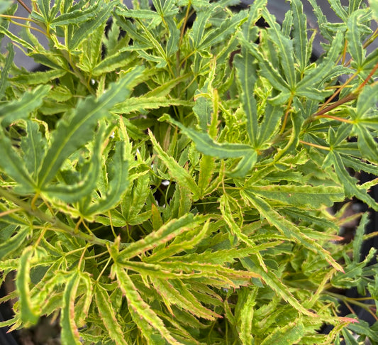 Acer palmatum 'Lily Pad'