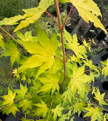 Acer palmatum 'Daidai Haru'