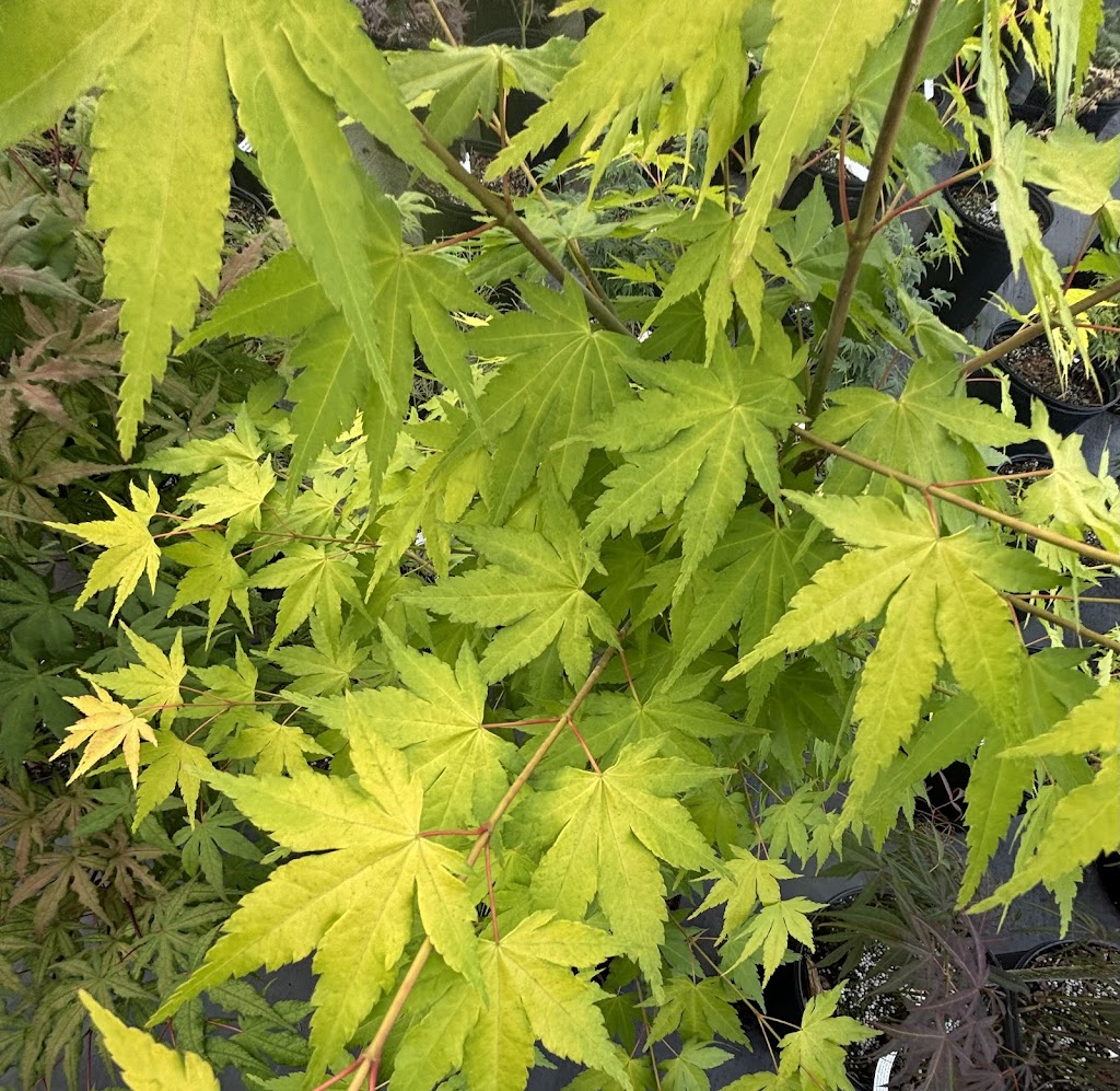 Acer palmatum 'Daidai Haru'