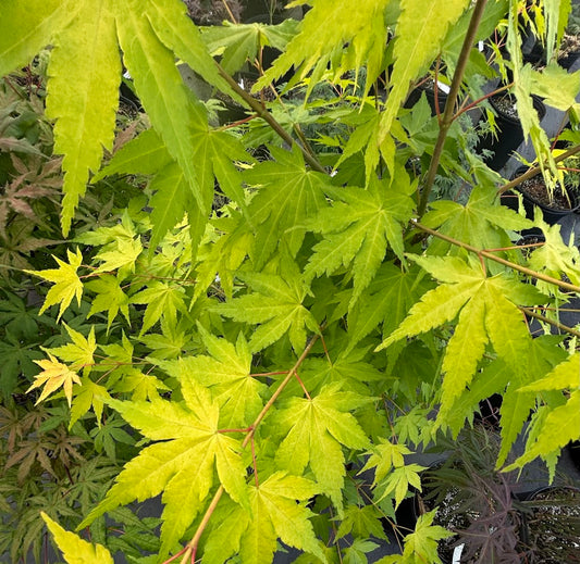 Acer palmatum 'Daidai Haru'