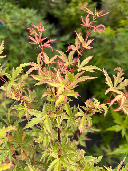 Acer palmatum 'Mama Fu'