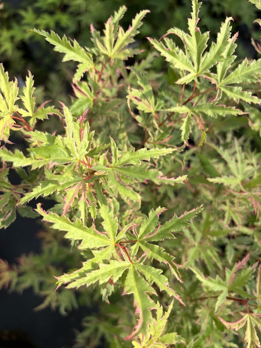 Acer palmatum 'Mama Fu'
