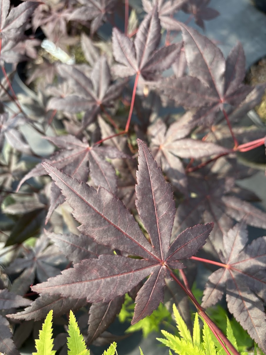 Acer palmatum 'Jet Black'