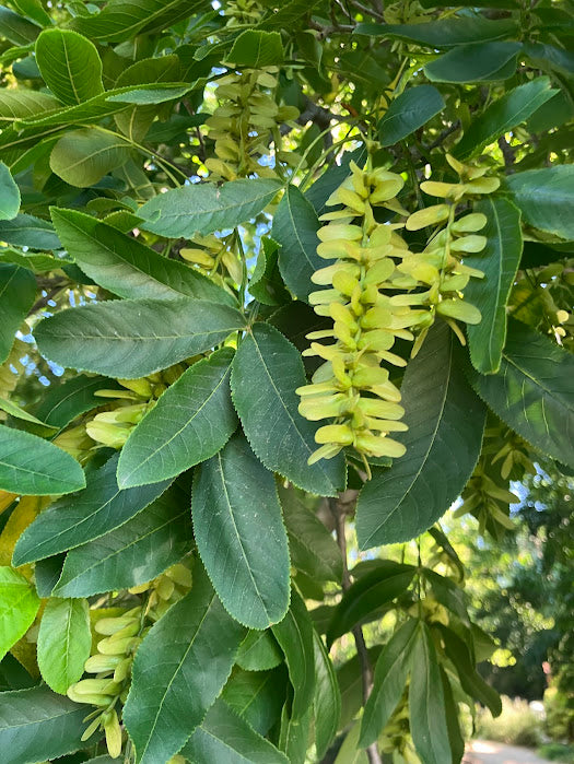 Pterocarya rhoifolia
