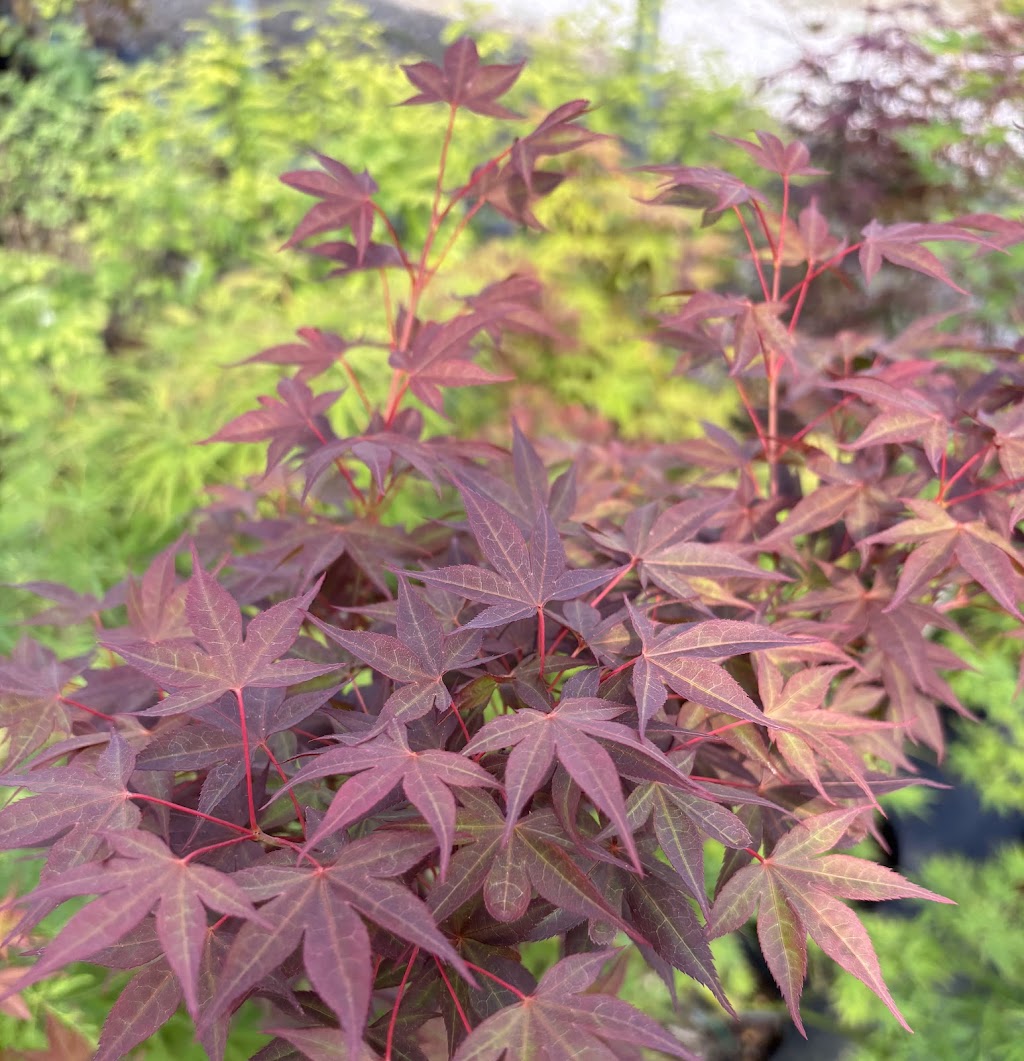 Acer palmatum 'Dark Star'