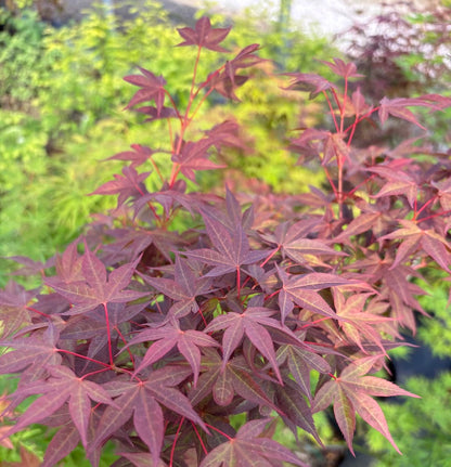 Acer palmatum 'Dark Star'