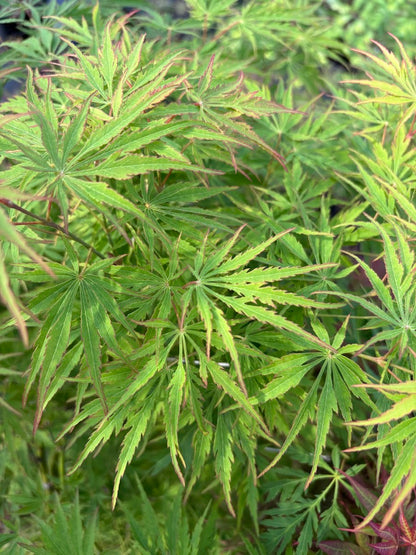 Acer palmatum 'Lemon Lime Lace'