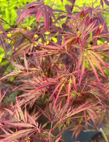 Acer palmatum 'Garnet Tower'