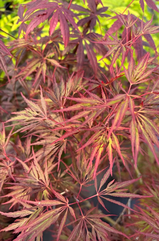 Acer palmatum 'Garnet Tower'