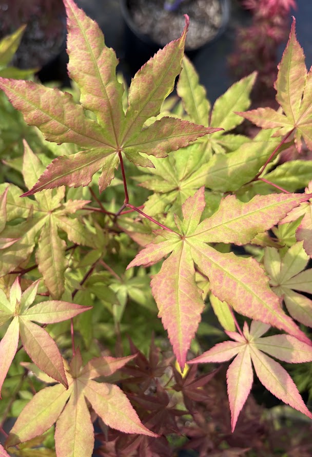 Acer palmatum 'Jubilee'