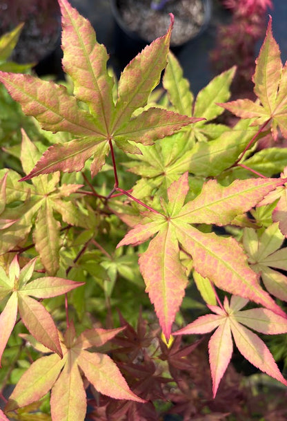 Acer palmatum 'Jubilee'