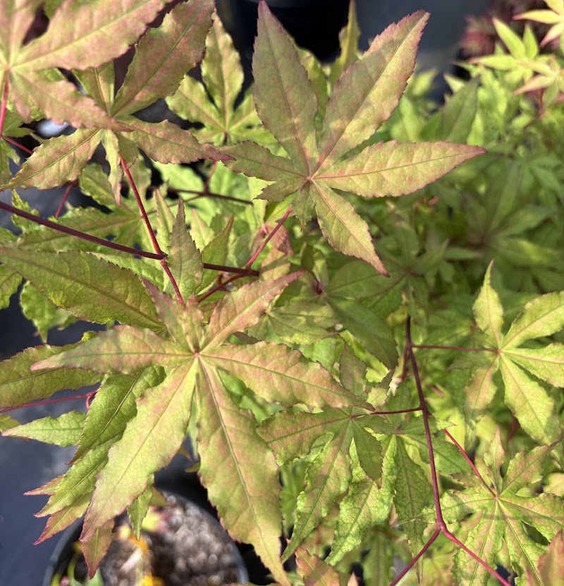 Acer palmatum 'Jubilee'