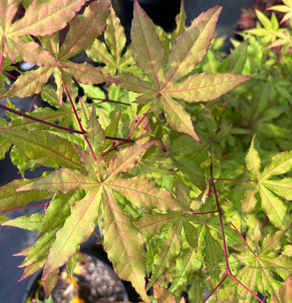 Acer palmatum 'Jubilee'