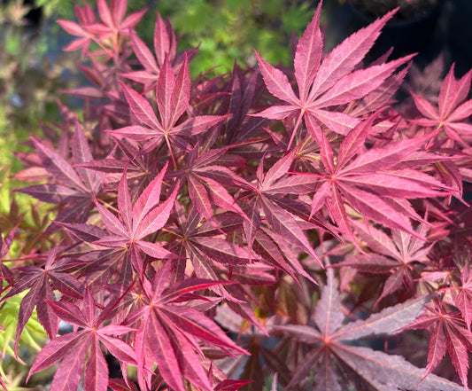 Acer palmatum 'Mon Papa'