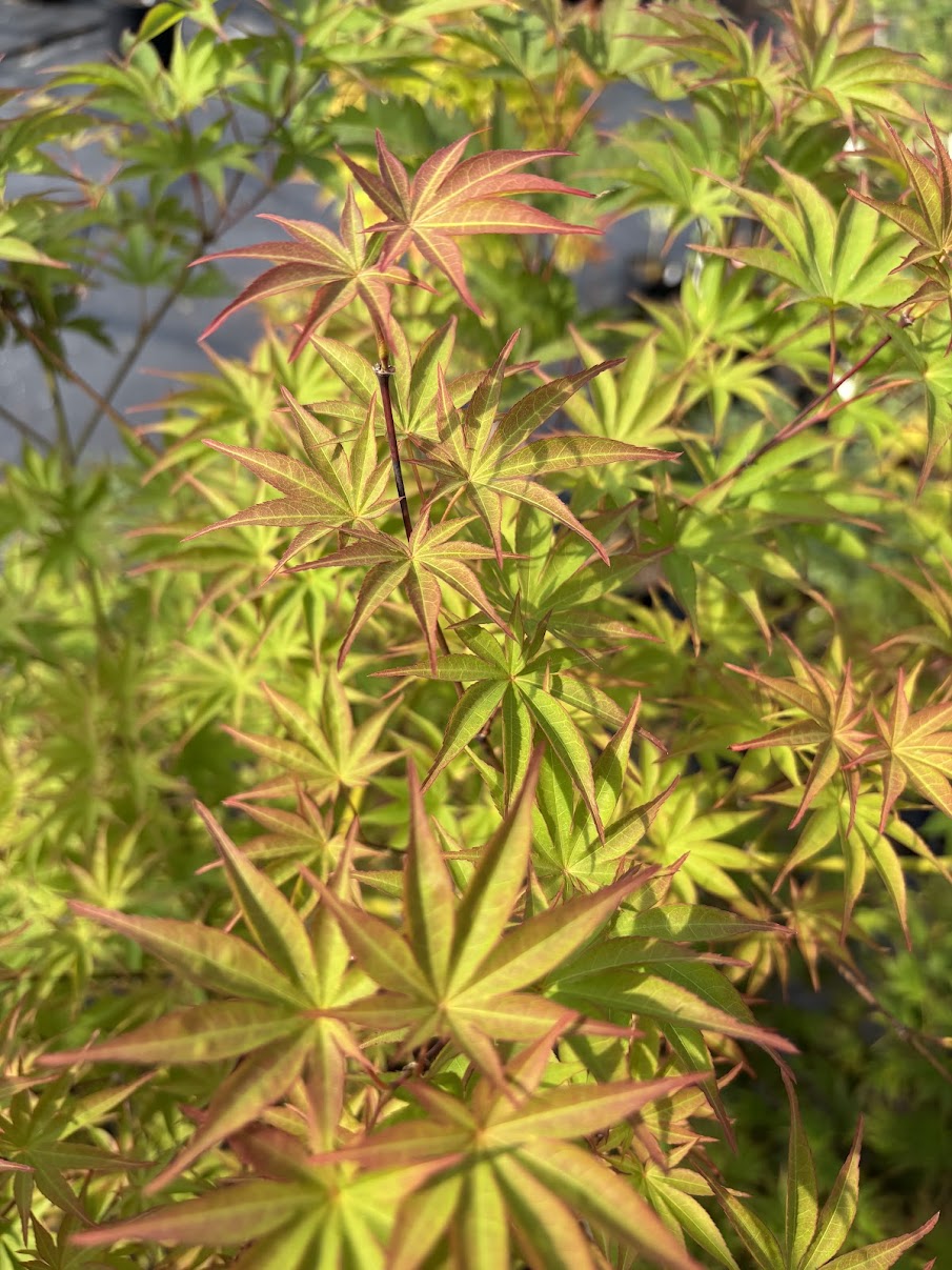 Acer palmatum 'Aksel'