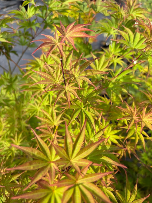 Acer palmatum 'Aksel'