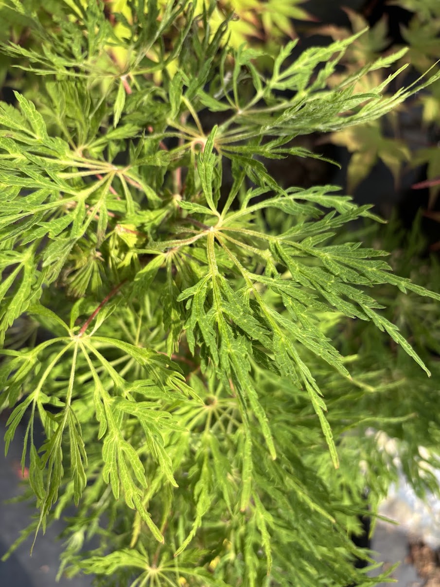 Acer japonicum 'Fairy Lights'