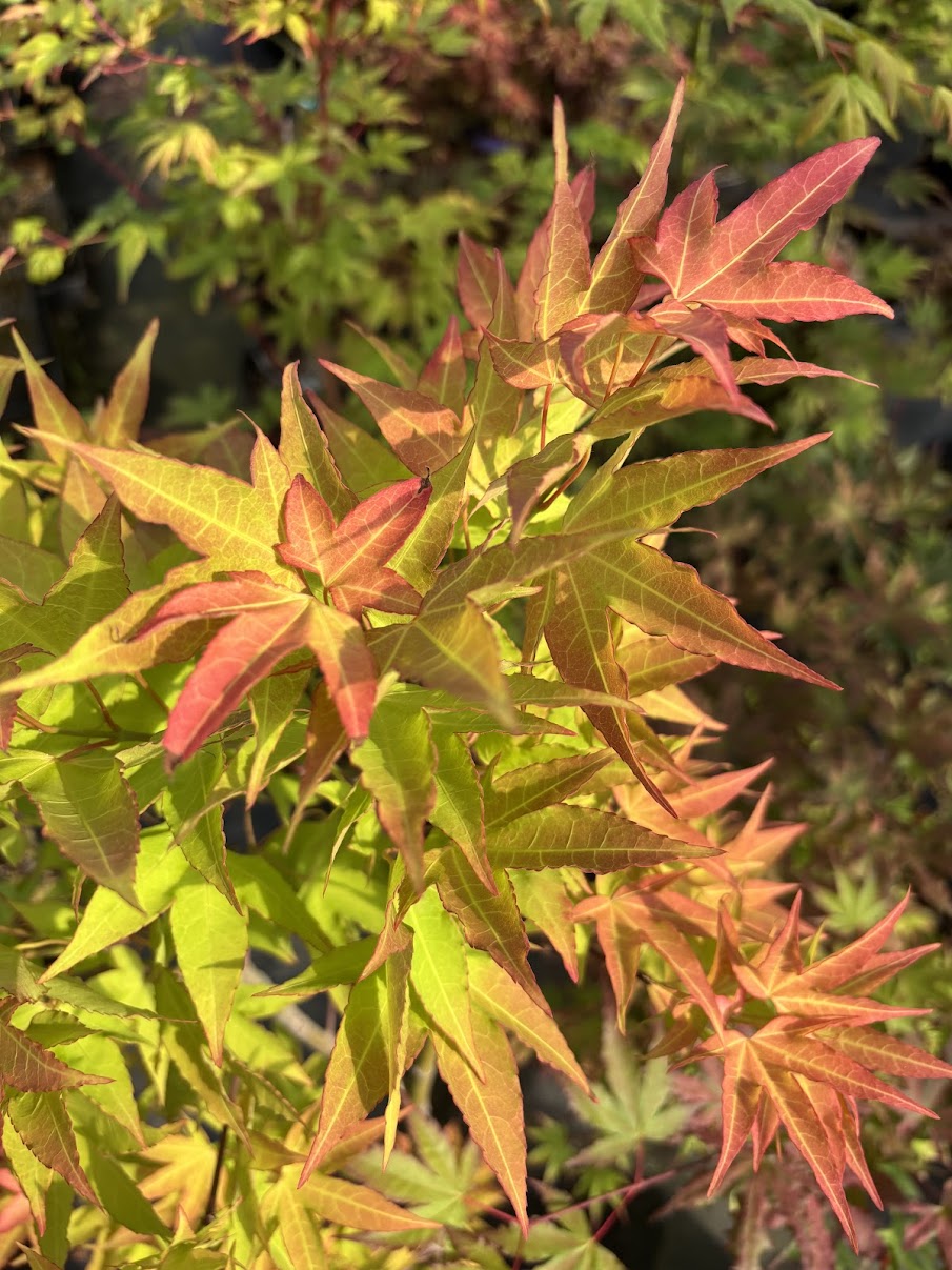 Acer oliverianum 'Hot Blonde'