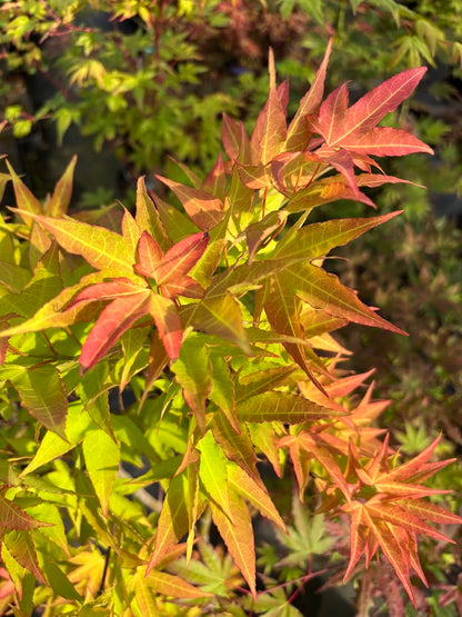 Acer oliverianum 'Hot Blonde'