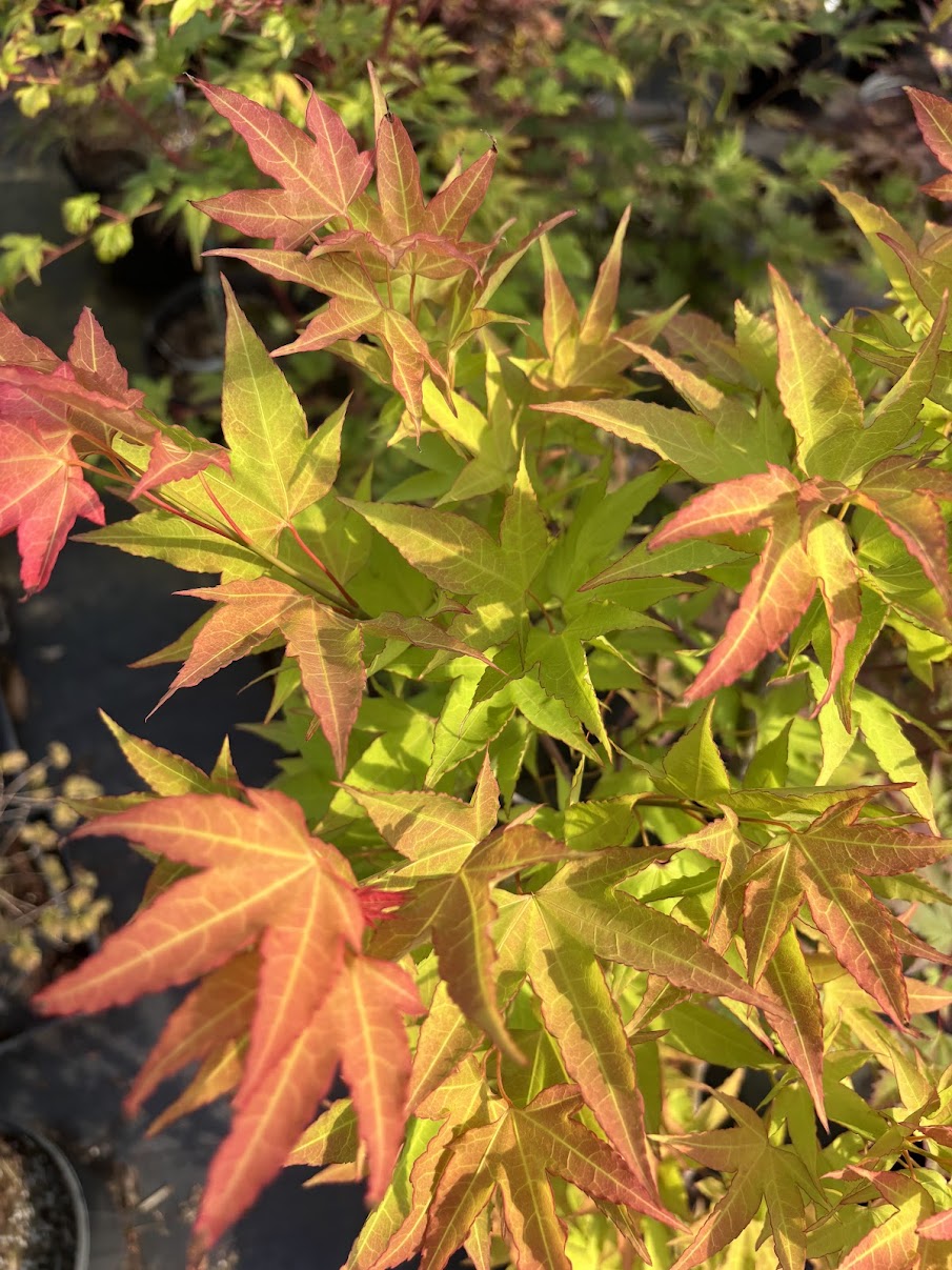 Acer oliverianum 'Hot Blonde'