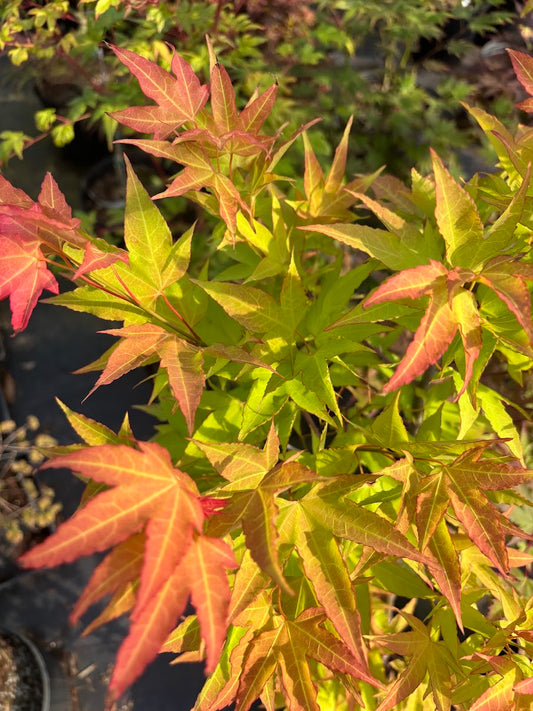 Acer oliverianum 'Hot Blonde'