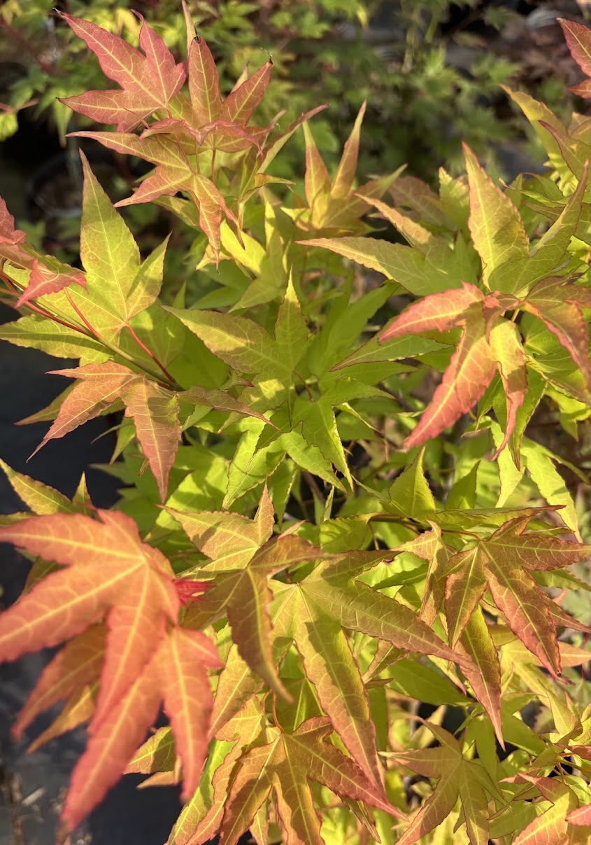Acer oliverianum 'Hot Blonde'