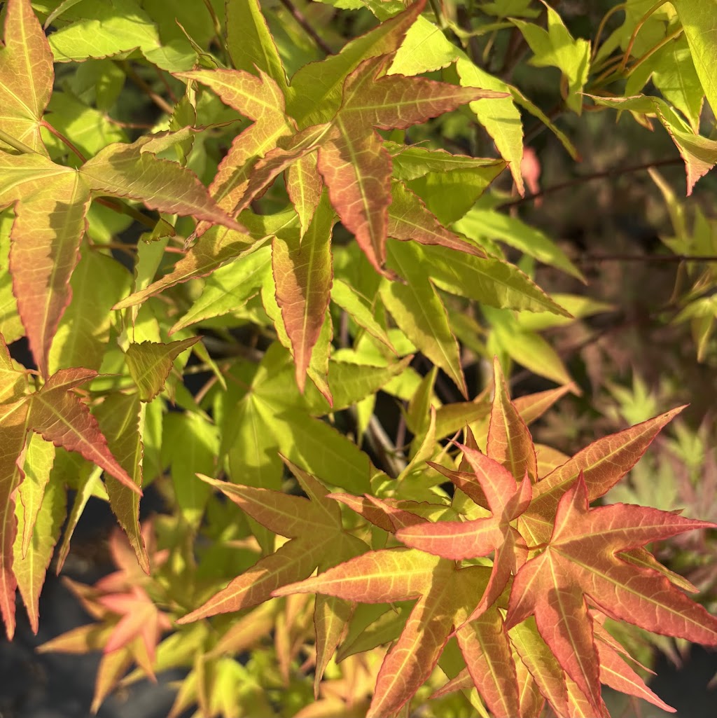 Acer oliverianum 'Hot Blonde'