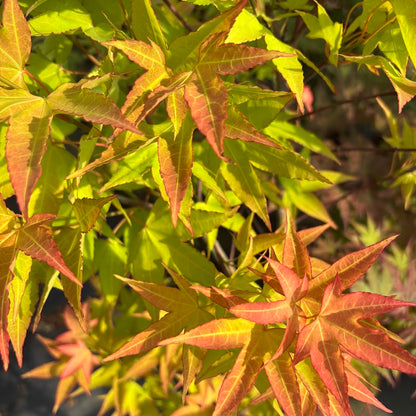 Acer oliverianum 'Hot Blonde'